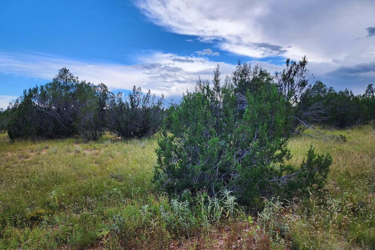 Next to Public Land 1 - Via De Oro Pkwy, Seligman, AZ 86337